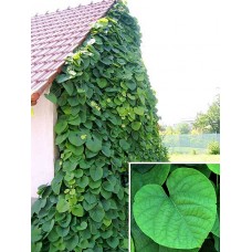 Кирказон трубчатый (Aristolochia)